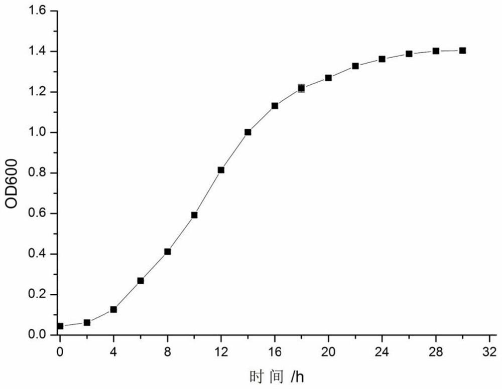 Lactobacillus pentosus hn127 and its application in the preparation of fermented sausage