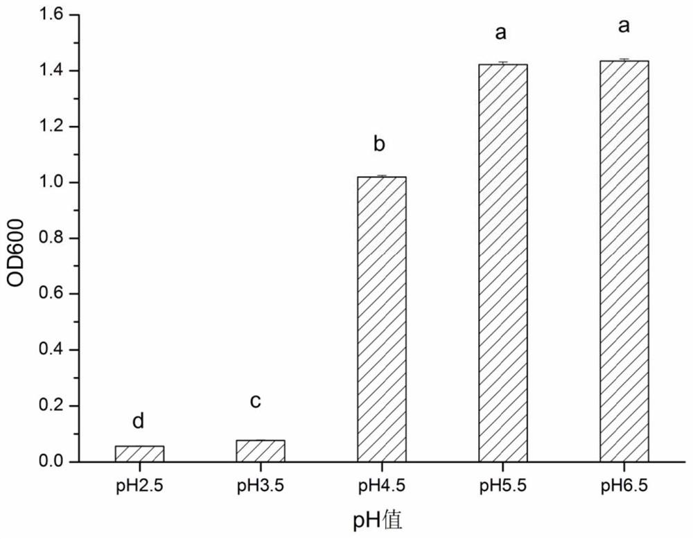 Lactobacillus pentosus hn127 and its application in the preparation of fermented sausage