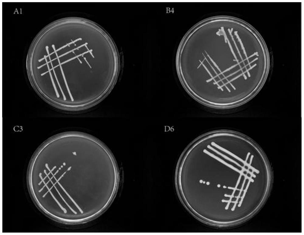 A kind of selenium-resistant bacterial strain gx-d6 and its application