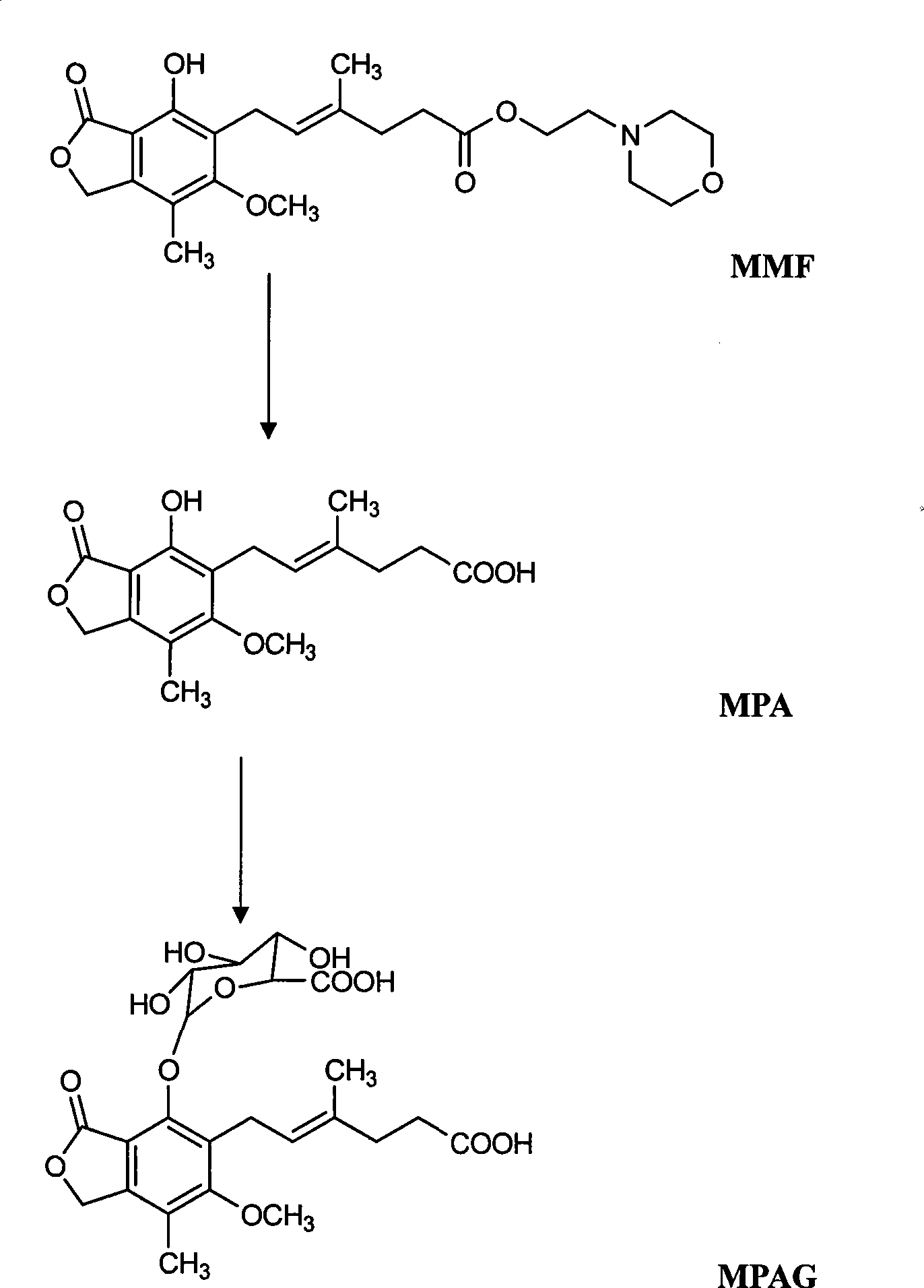Method for simultaneously determining mycophenolic acid ester, mycophenolic acid and metabolite thereof in human blood plasma