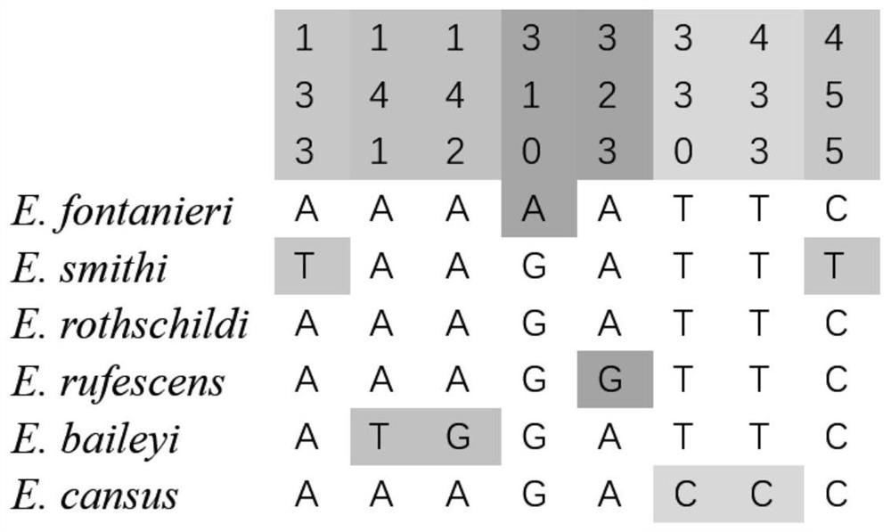 Kit and method for identifying Eospalax species