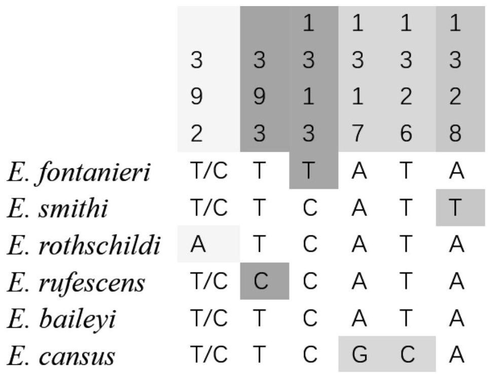 Kit and method for identifying Eospalax species