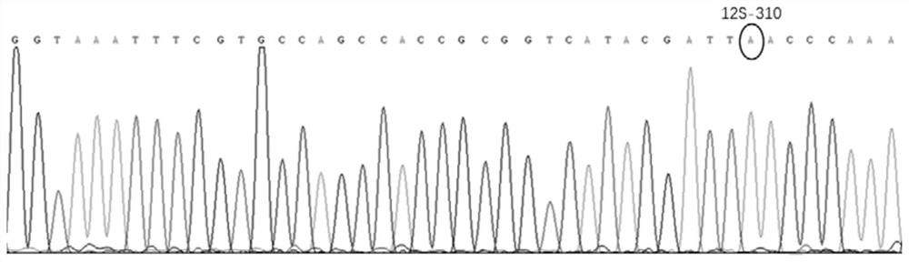 Kit and method for identifying Eospalax species