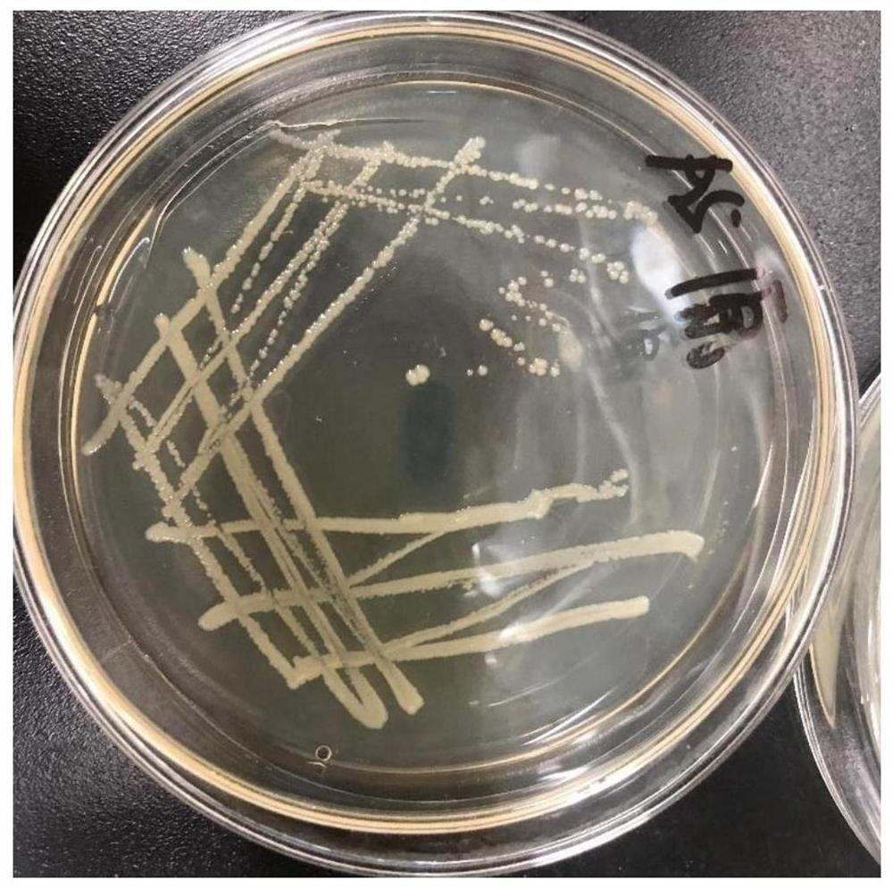 Pymetrozine degrading bacterium IUMR B53 and application thereof