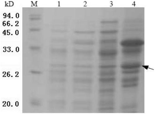 Application of protein and nucleic acid molecule encoding the protein in preparation of phosphohydrolase