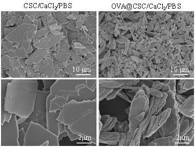 A kind of sheet calcium phosphate vaccine adjuvant and preparation method thereof