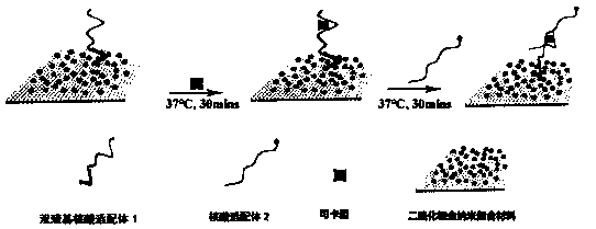 Method for detecting cocaine based on dimercapto aptamer