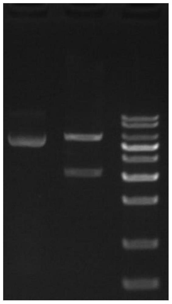 Rapid cytotoxicity detection method based on luciferase reporter gene, construction method of cell strain and application of cell strain