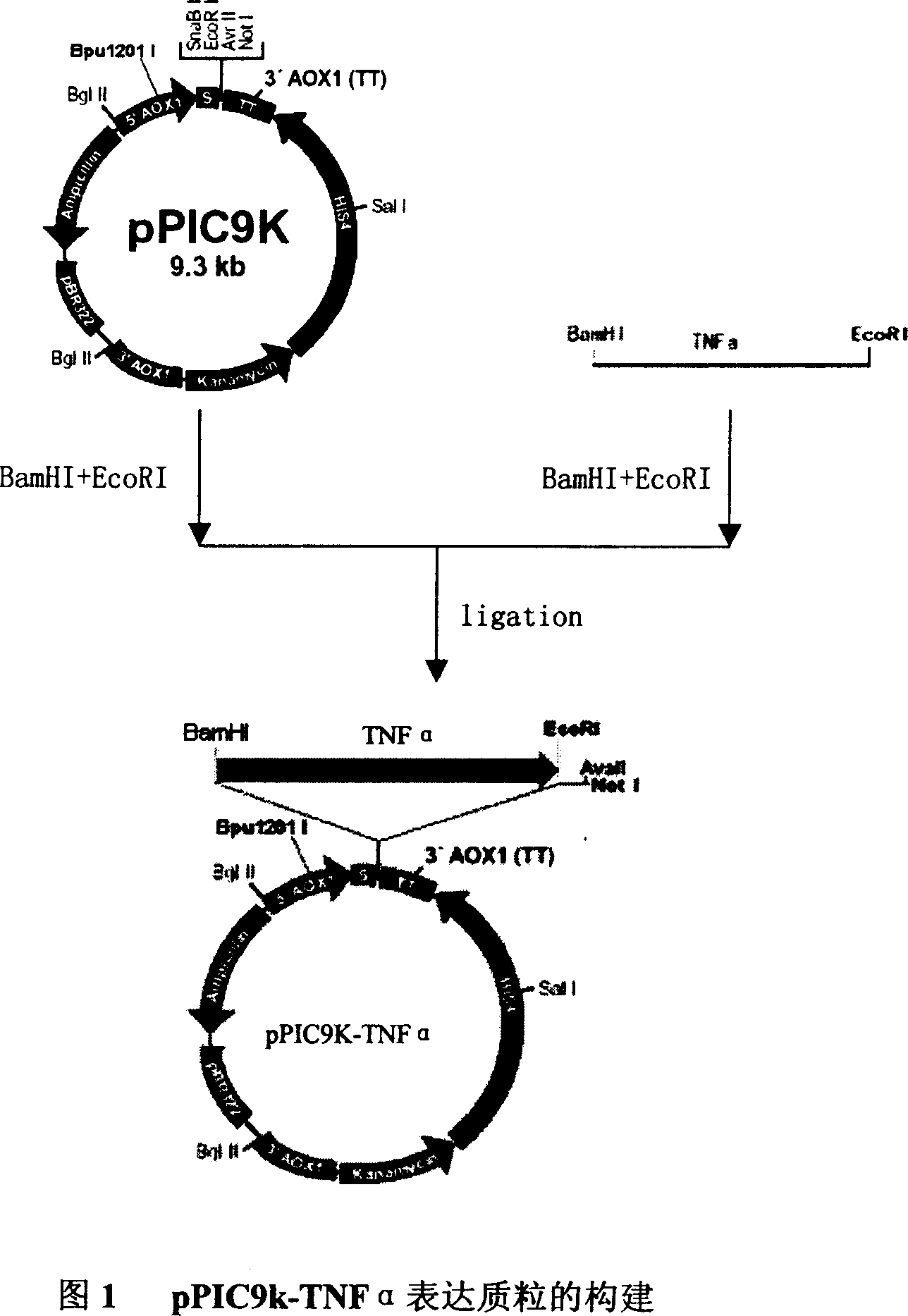 Production method for human tumor necrosis factor TNF-alpha mutant