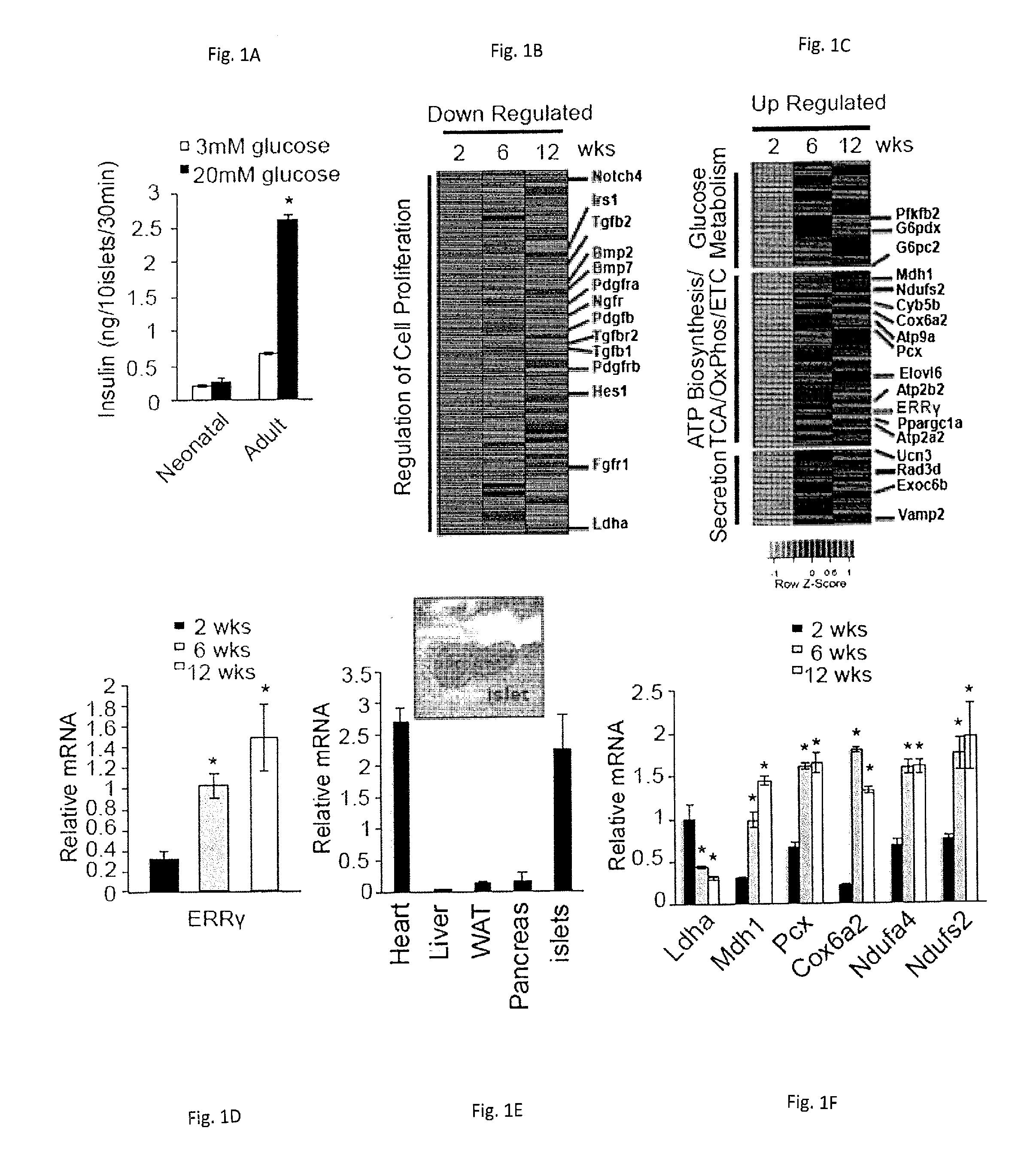 Compositions and methods for treating type 1 and type 2 diabetes and related disorders