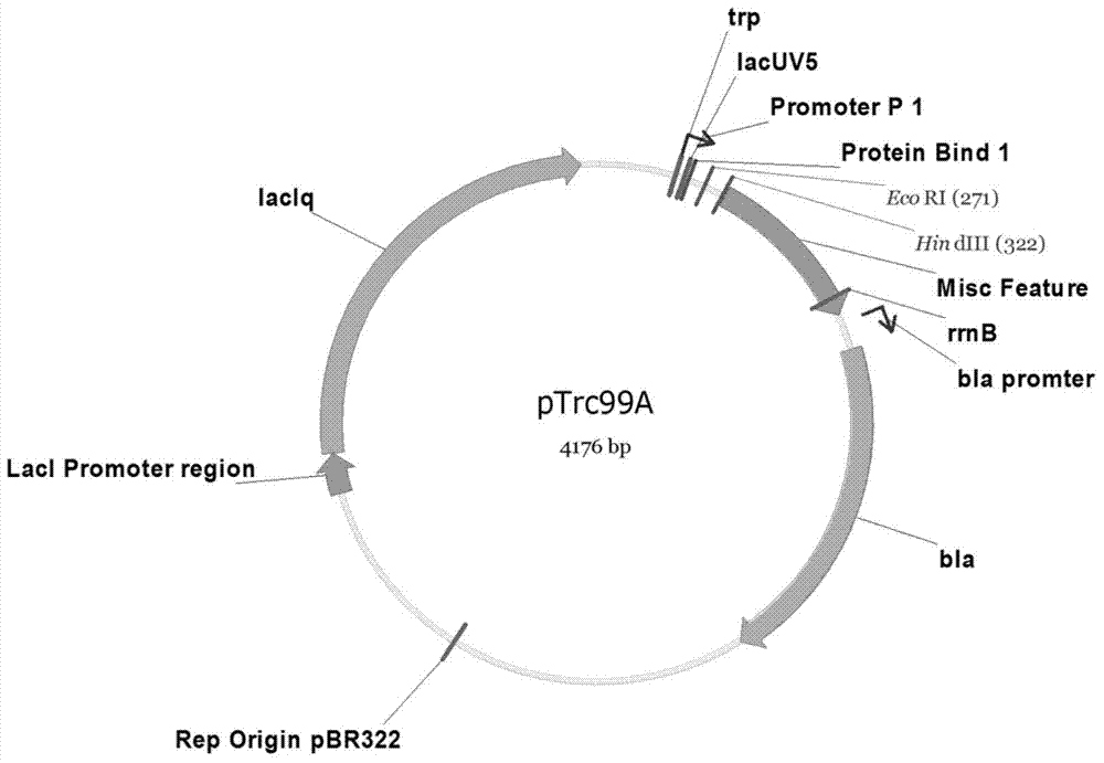 Escherichia coli for producing riboflavin and constructing method and use of Escherichia coli