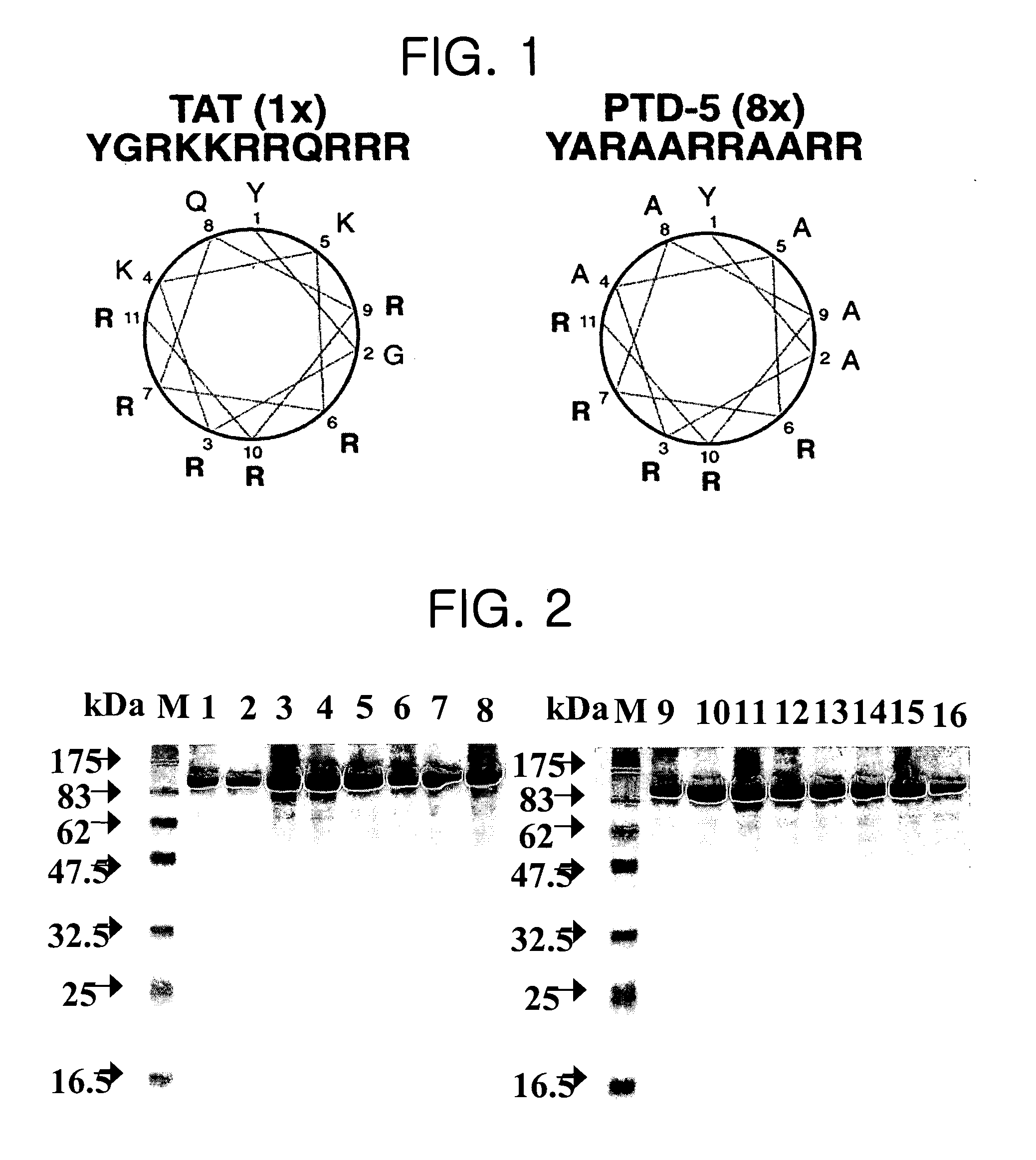 Cytoplasmic transduction peptides and uses thereof