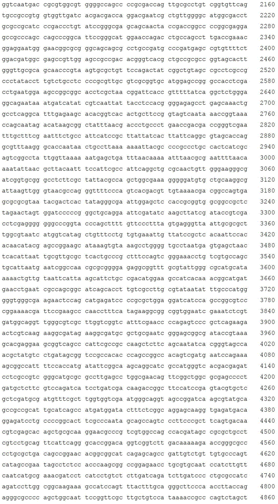 Gluconobacter oxydans engineering bacterium for producing sorbic ketone in high yield mode and construction method thereof