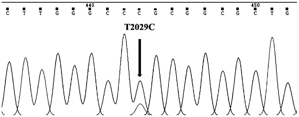 Molecular Markers and Detection Methods of Holstein Cattle Heat Stress Tolerance