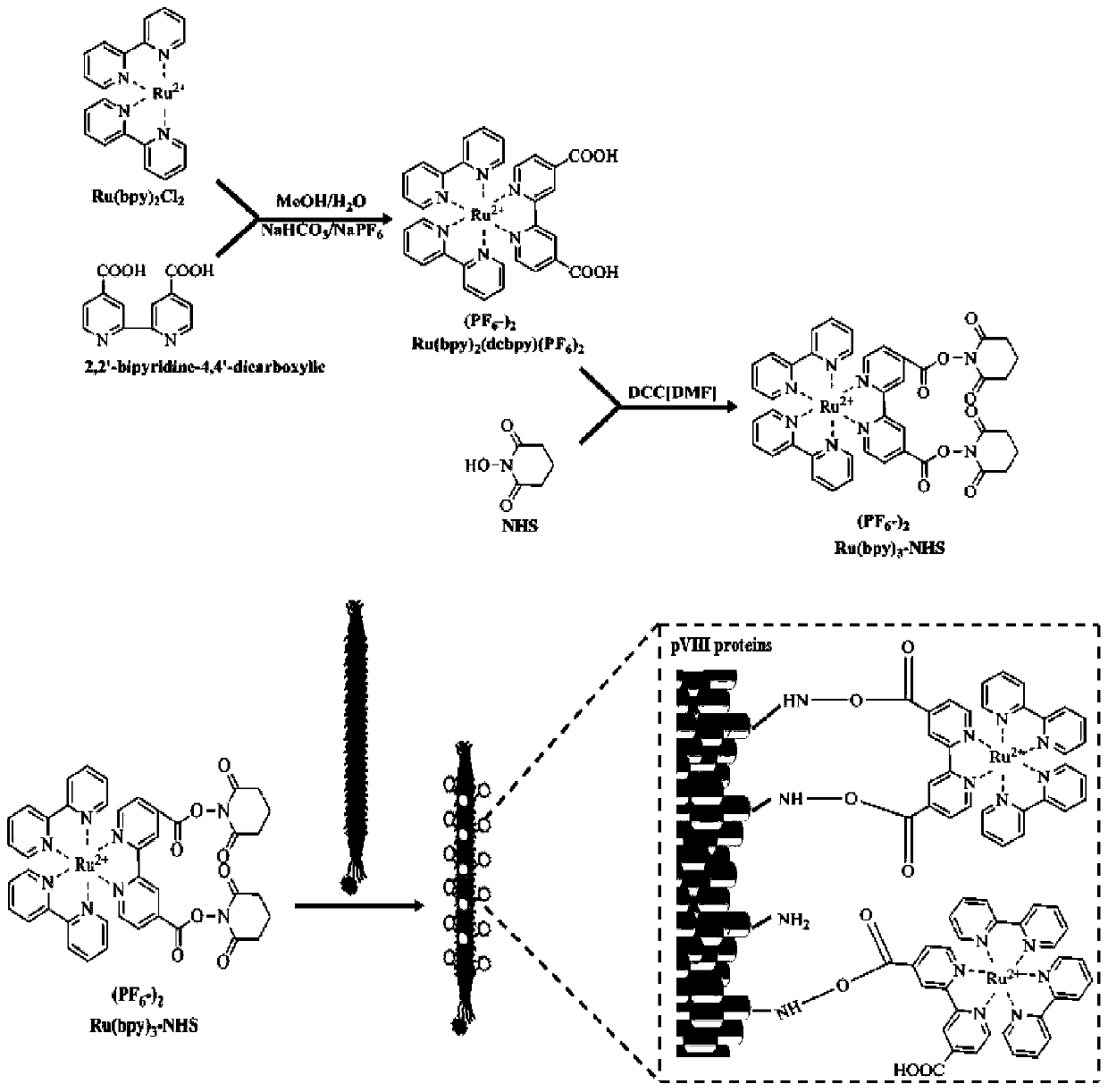 A kind of bacteriophage electrochemiluminescent signal amplification probe and its preparation method and application