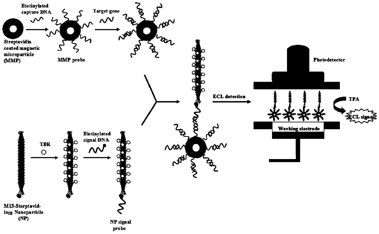 A kind of bacteriophage electrochemiluminescent signal amplification probe and its preparation method and application