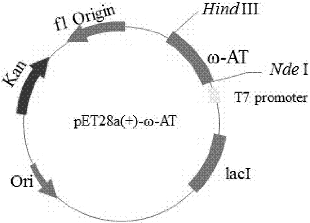 Omega-transaminase mutant and encoding gene and preparation method thereof