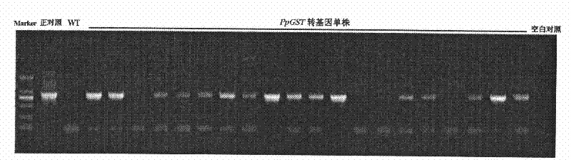 Torch pear haloduric gene PpGST and application thereof