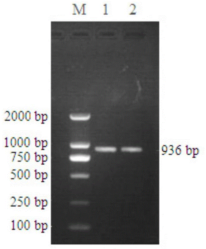 Time-resolved fluorescence immunoassay method of content of sH2a in serum, and detection kit thereof