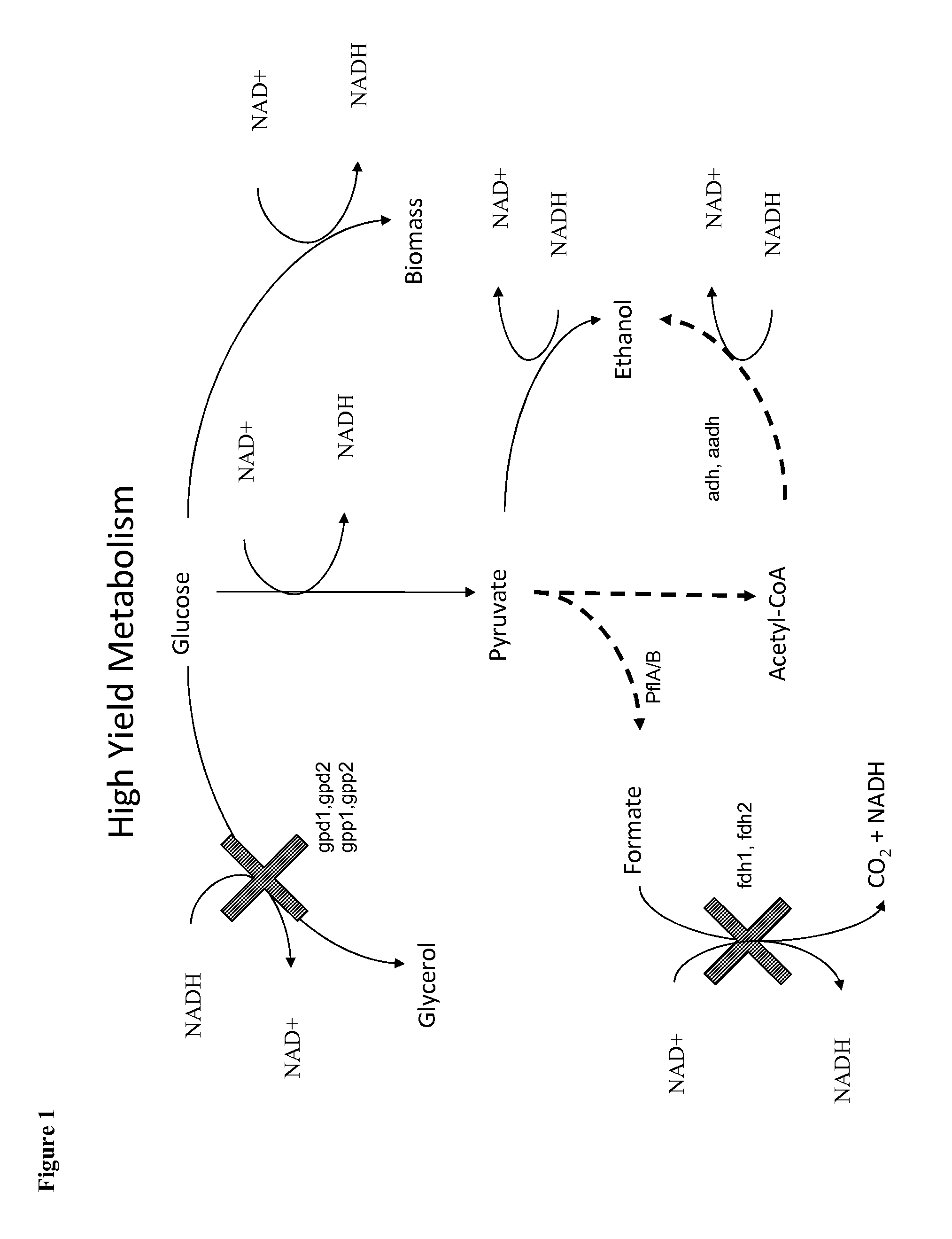 Methods for the Improvement of Product Yield and Production in a Microorganism Through the Addition of Alternate Electron Acceptors