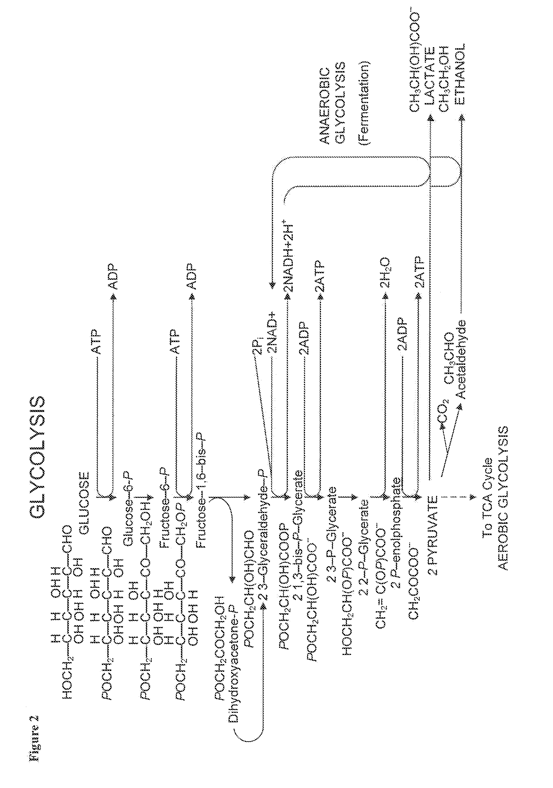 Methods for the Improvement of Product Yield and Production in a Microorganism Through the Addition of Alternate Electron Acceptors