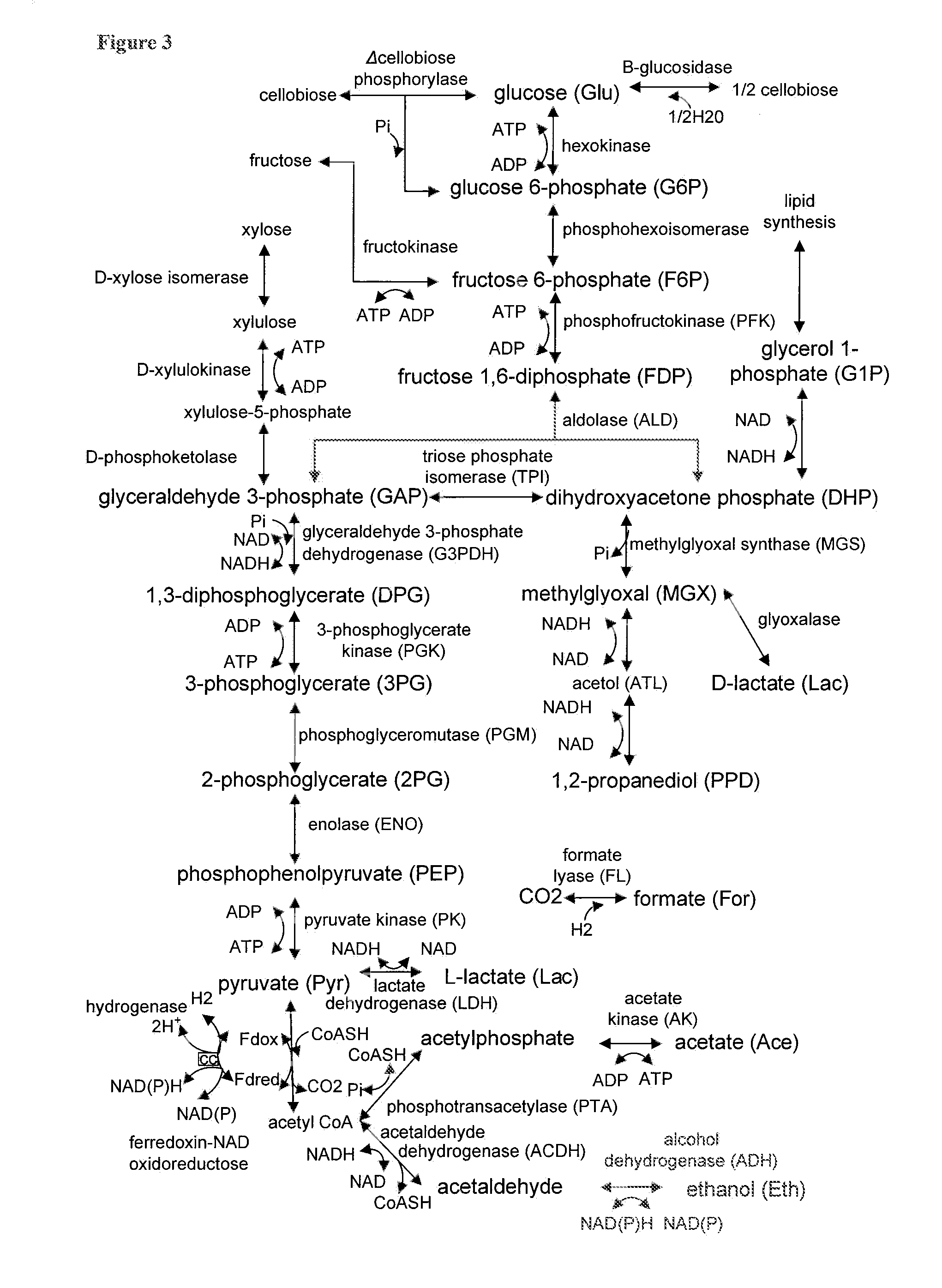 Methods for the Improvement of Product Yield and Production in a Microorganism Through the Addition of Alternate Electron Acceptors