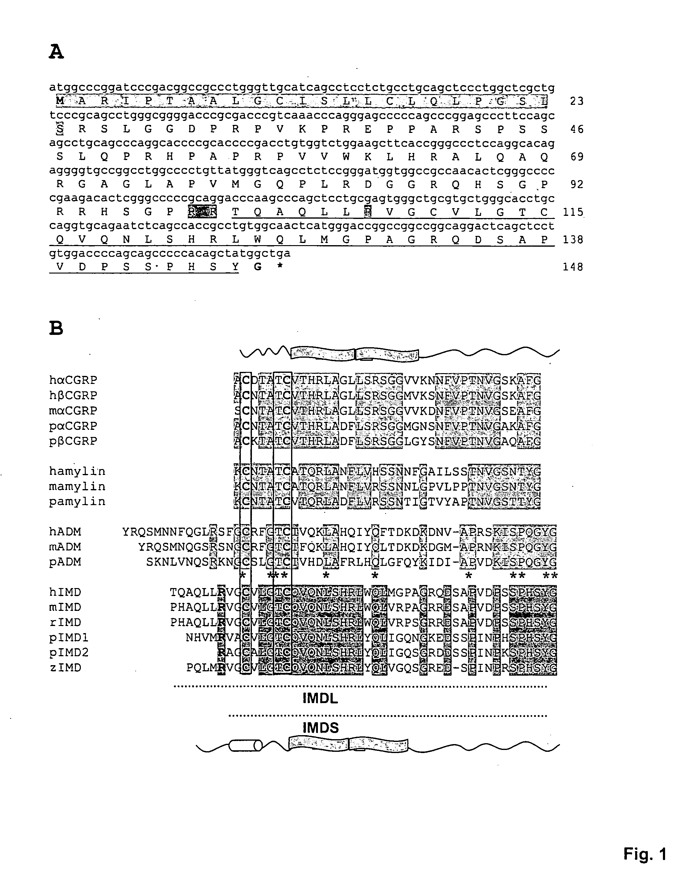 Intermedin and its uses