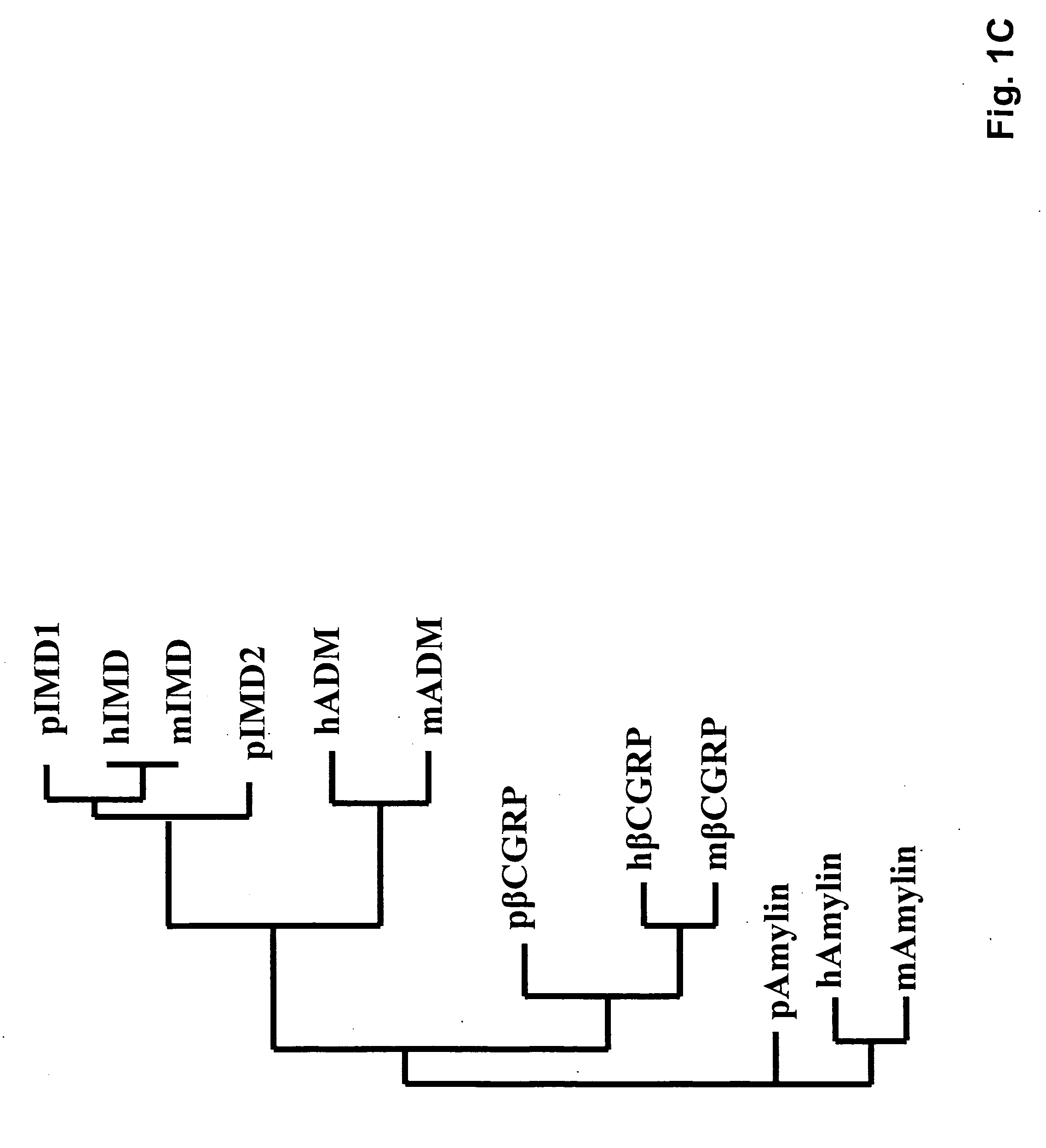 Intermedin and its uses