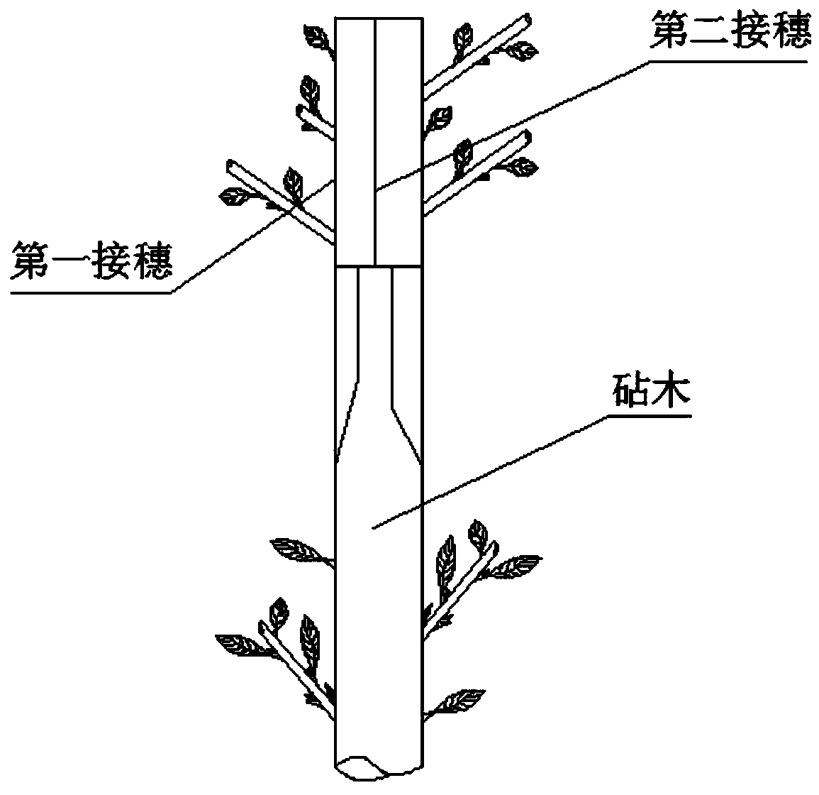 Two-stage grafting method for multicolor magnolia denudata