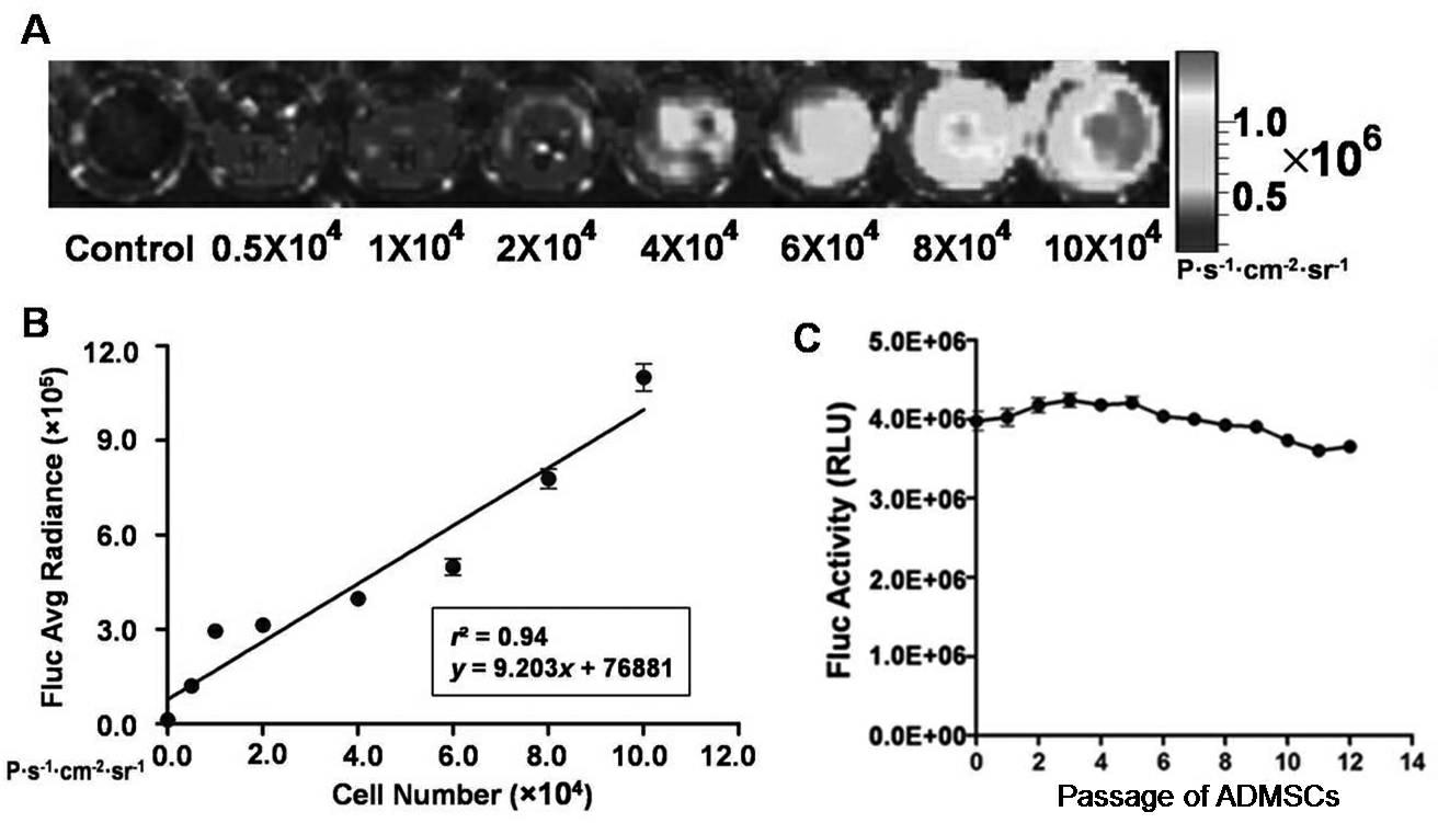 Stem cell combined growth factor injection for promoting angiogenesis in ischemic tissue and its preparation method and use method