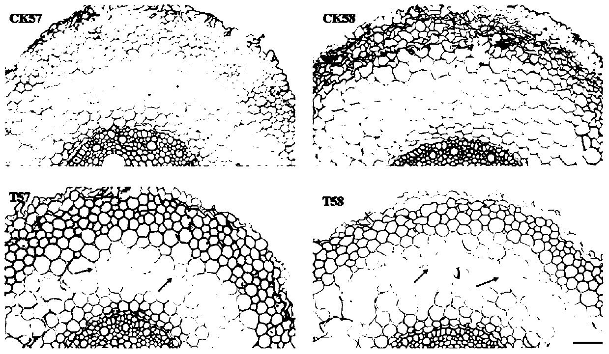 A method and system for identifying moisture-tolerant barley varieties