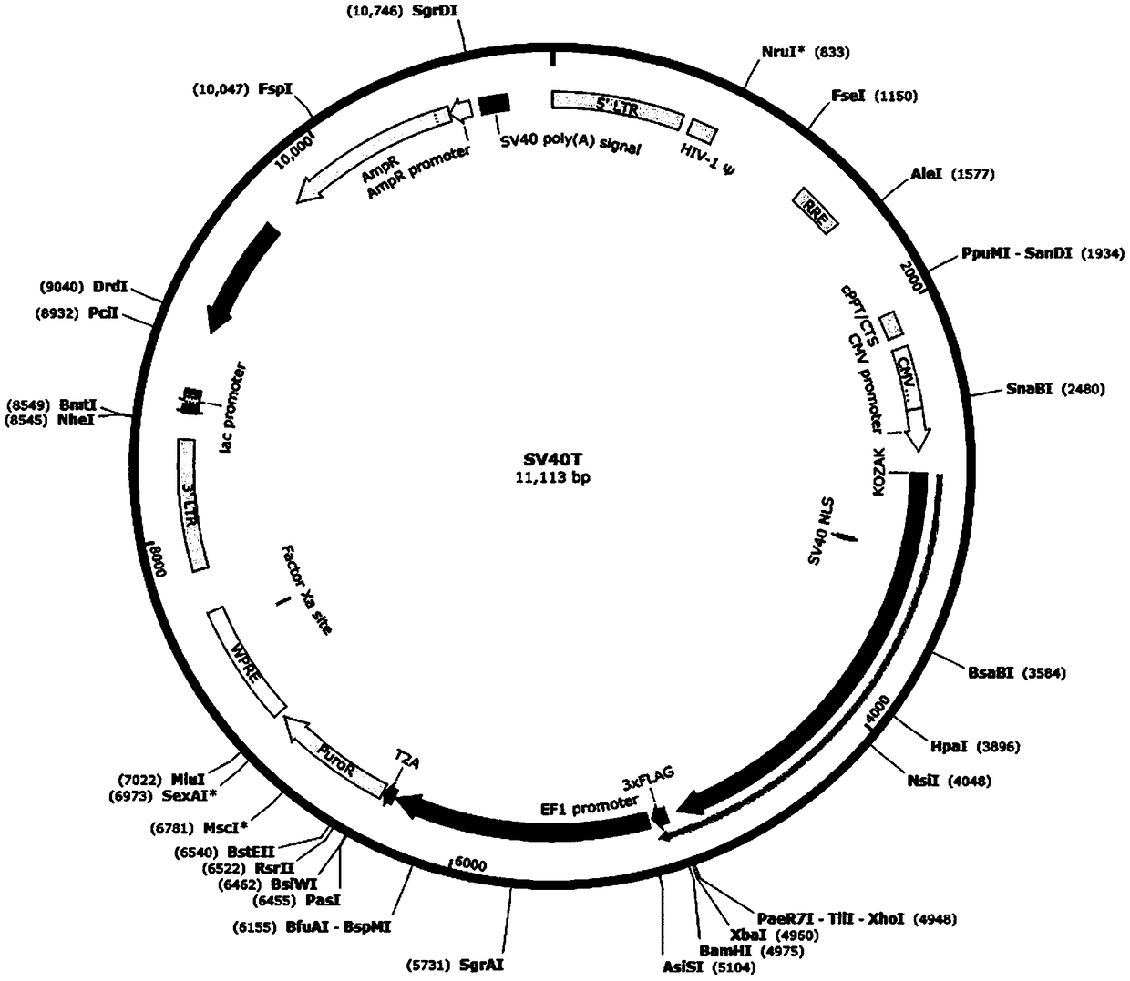 Immortalized alpha-1,3-galactosyltransferase gene knockout porcine hepatocyte line and preparation method and application thereof