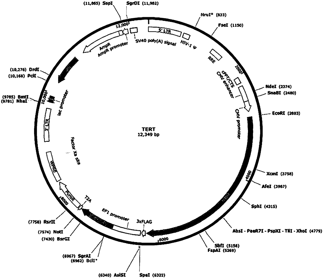 Immortalized alpha-1,3-galactosyltransferase gene knockout porcine hepatocyte line and preparation method and application thereof