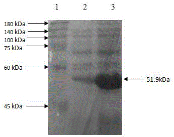 Bacteriostatic-activity enhanced streptococcus-suis bacteriophage elysin and preparing method thereof