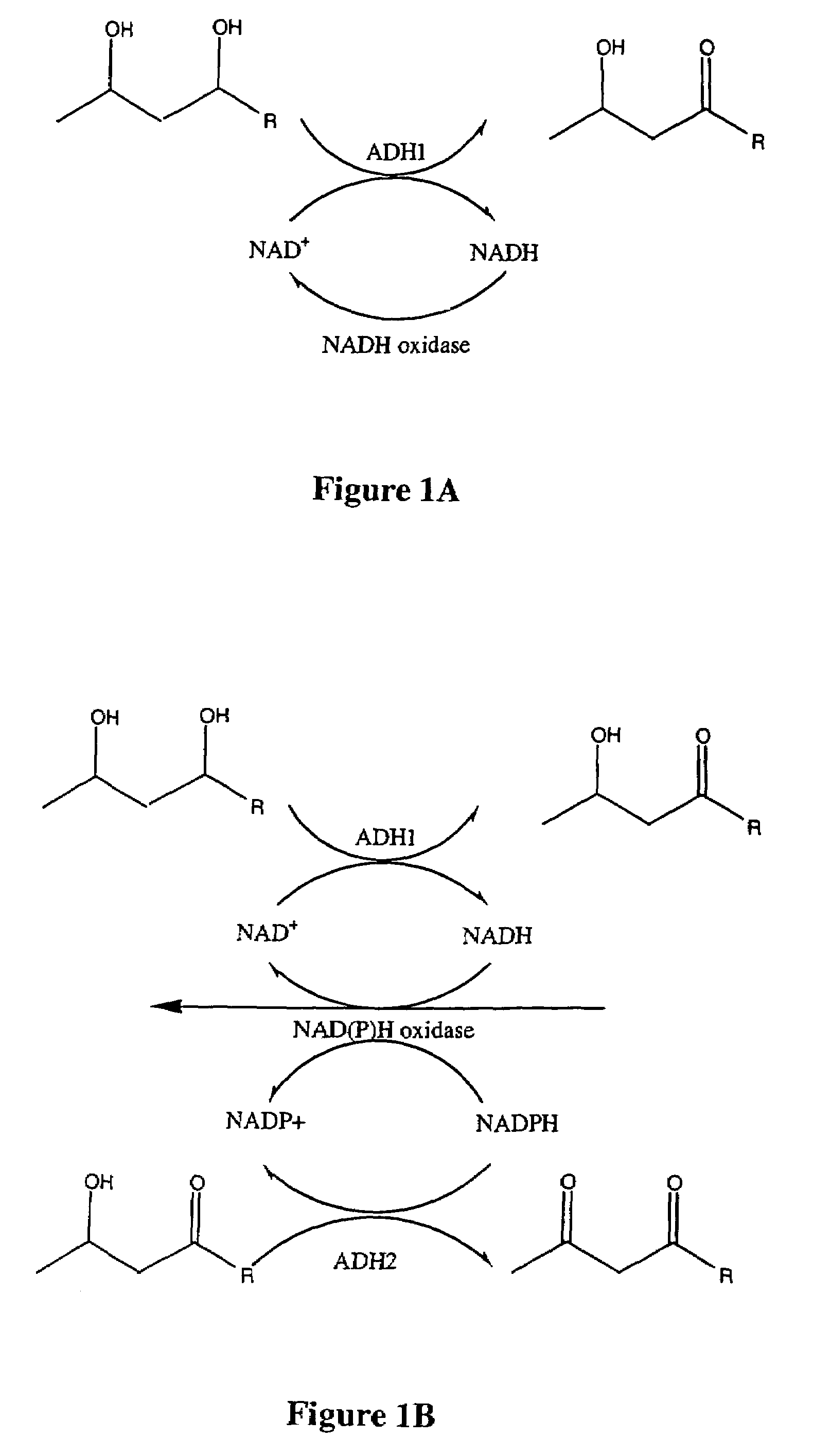Methods and compositions for NAD(P)(H) oxidases