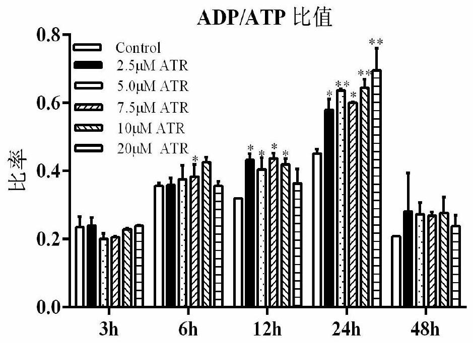 Application of atractyloside in preparation of medicine for treating fatty liver