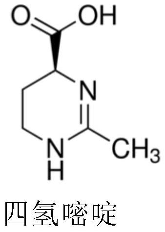 Application of ectoine substances and drinking wine containing ectoine substances