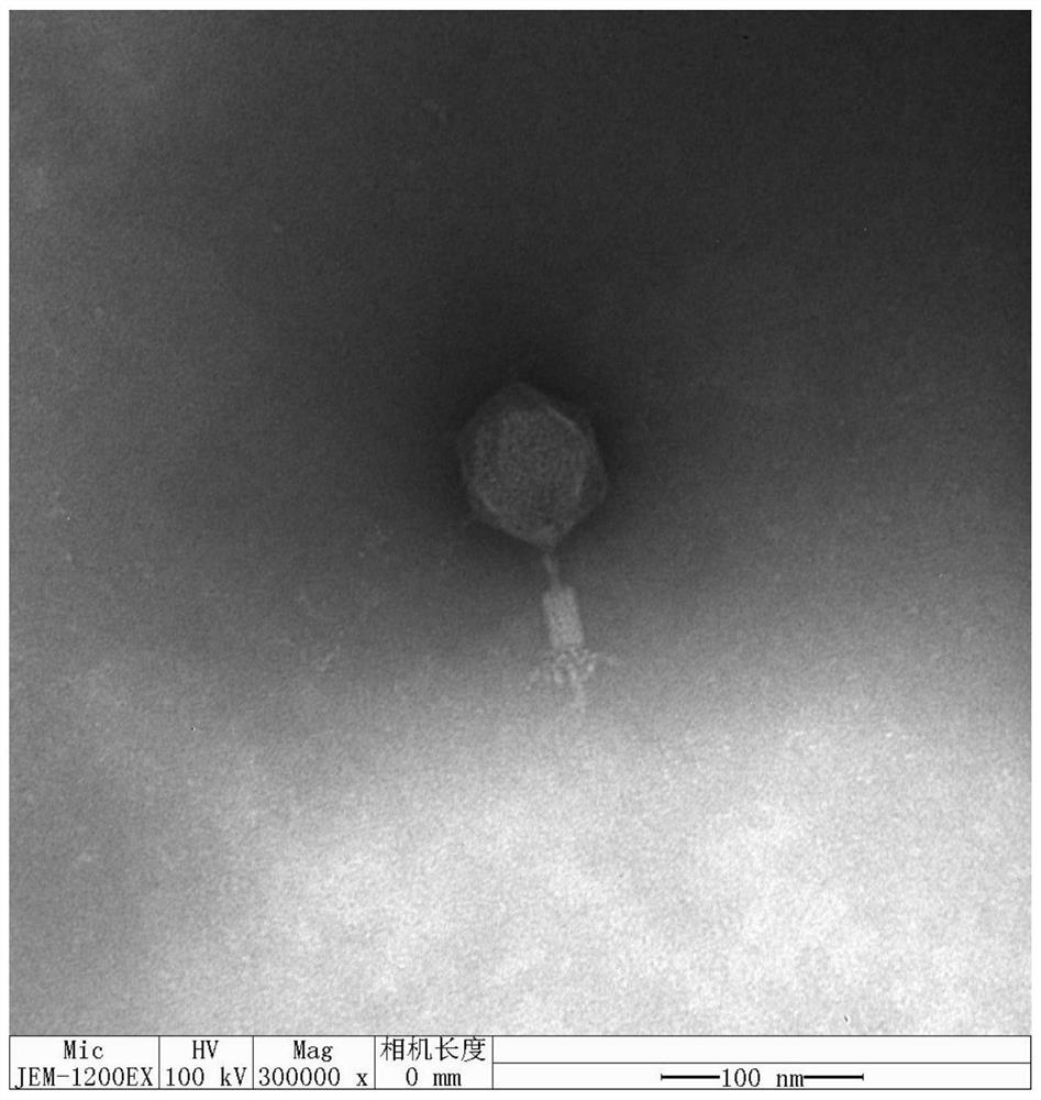 Cracking vibrio parahaemolyticus bacteriophage RDP-VP-21007 and application thereof