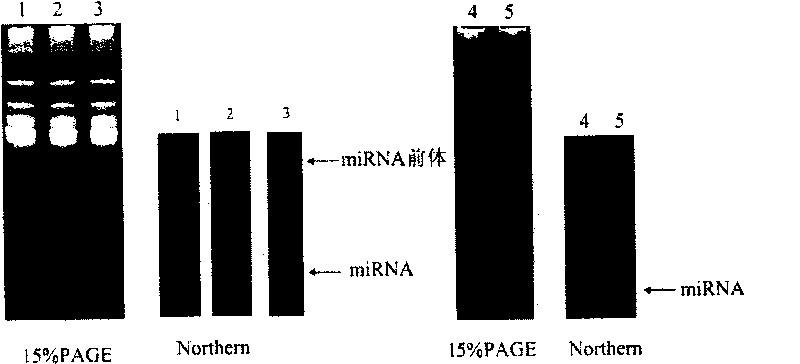 Japanese blood fluke miRNAs and applications thereof