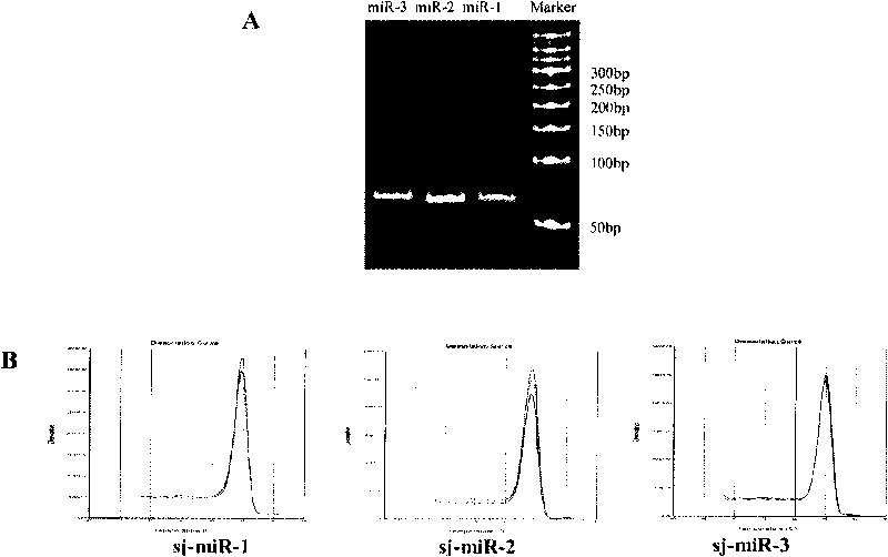 Japanese blood fluke miRNAs and applications thereof