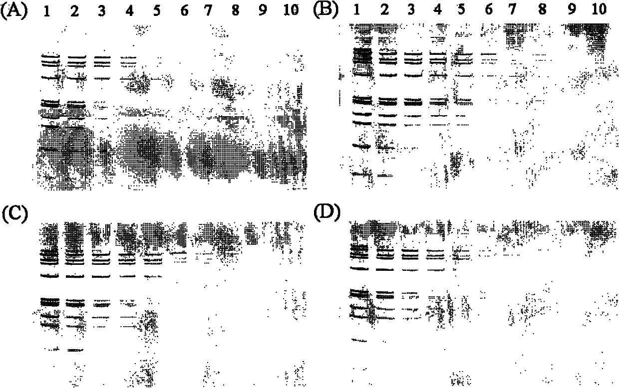 Improved DNA ammoniacal silver dyeing method and method for detecting DNA