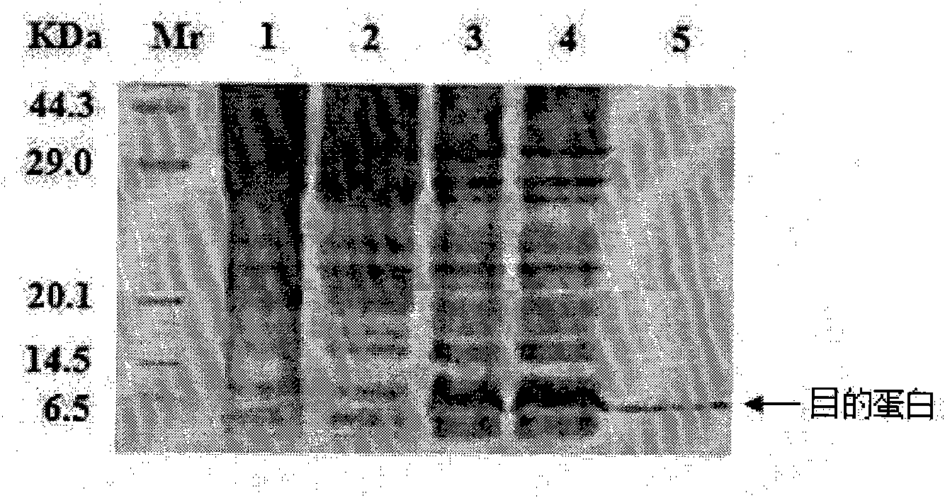 Mechano growth factor polypeptide, preparation method and application thereof