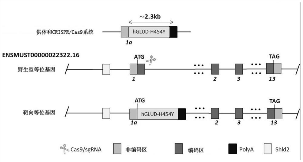 Construction method and application of GLUD1 mutant gene knock-in mouse animal model