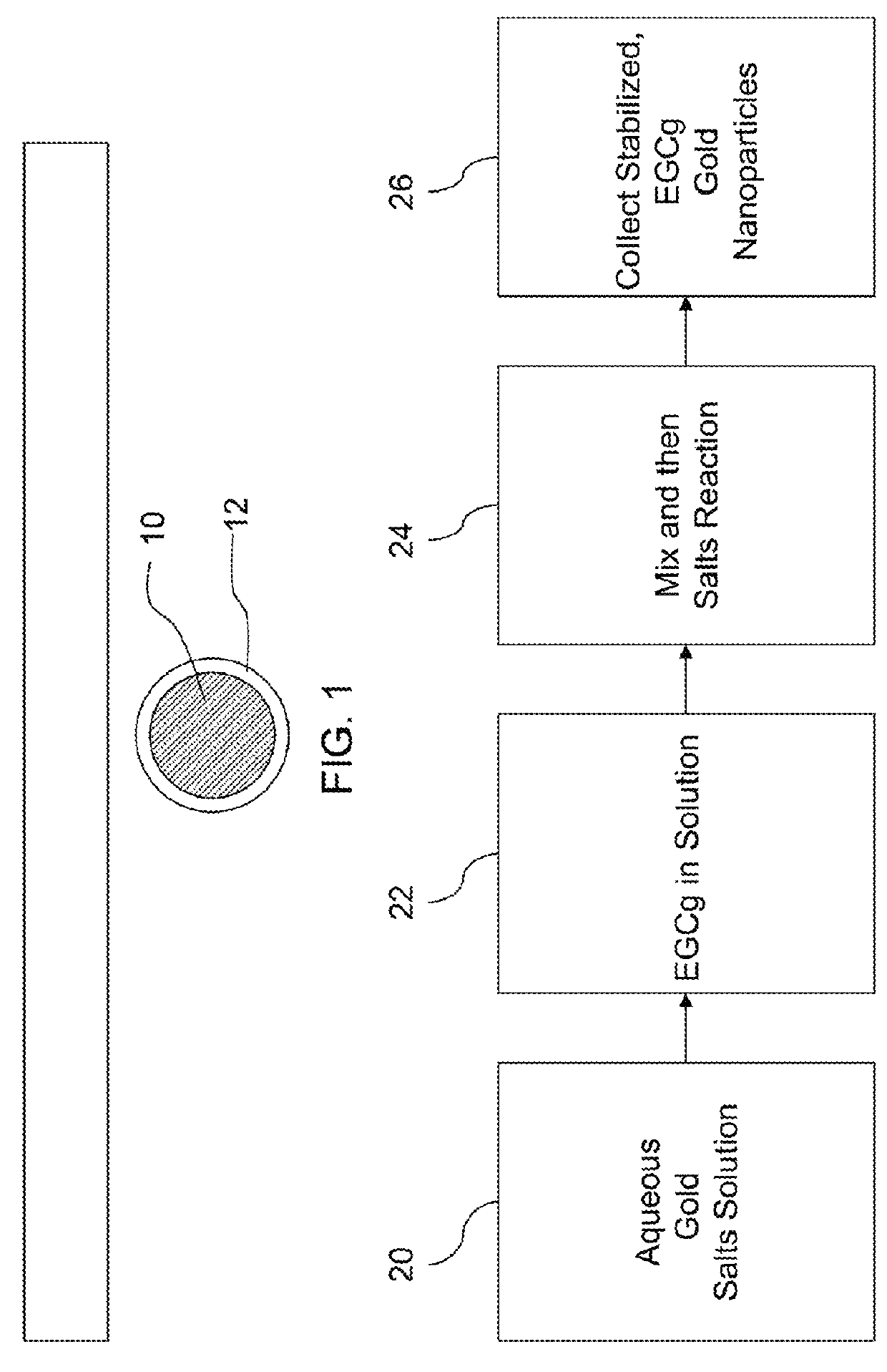 EGCG stabilized gold nanoparticles and method for making same