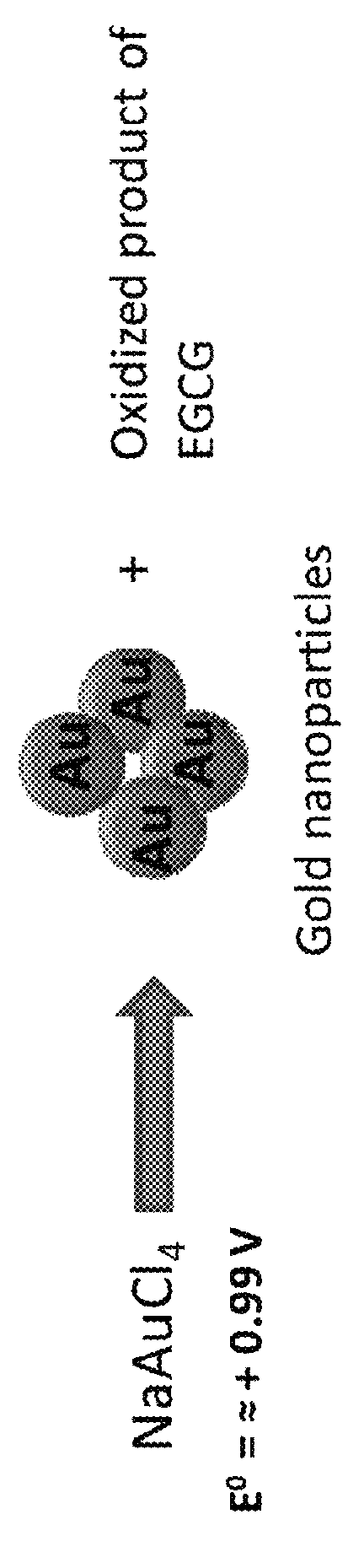 EGCG stabilized gold nanoparticles and method for making same