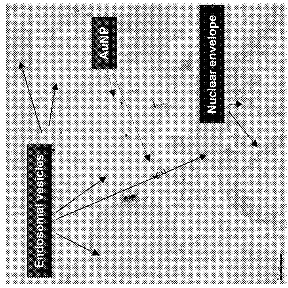 EGCG stabilized gold nanoparticles and method for making same