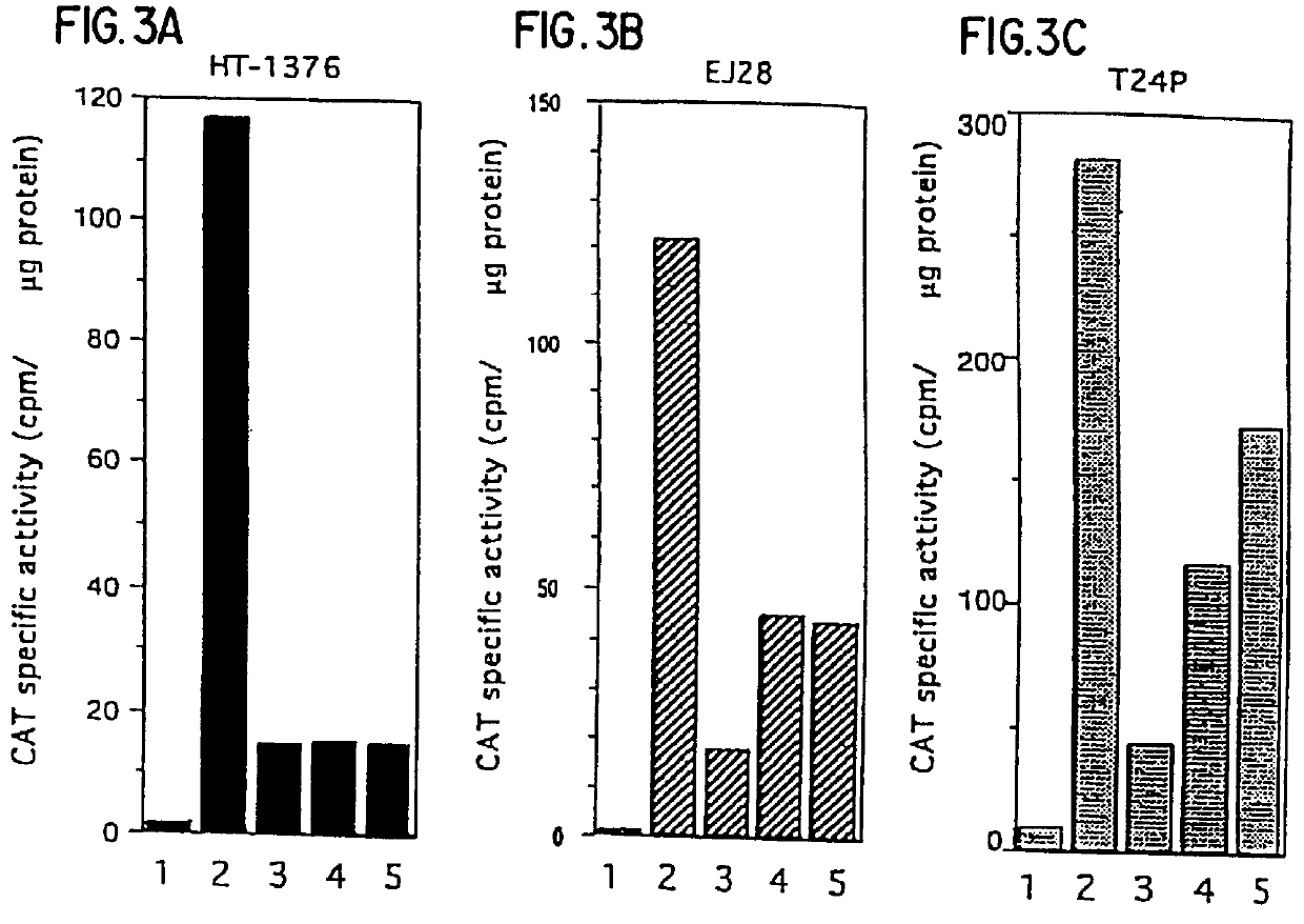 Methods and compositions for inducing tumor-specific cytotoxicity