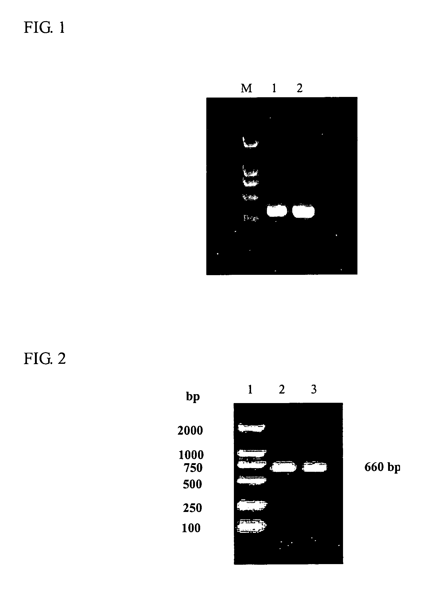 Variable region gene of heavy/light chain of anti-human hepatoma monoclonal antibody HAb 18 and use thereof