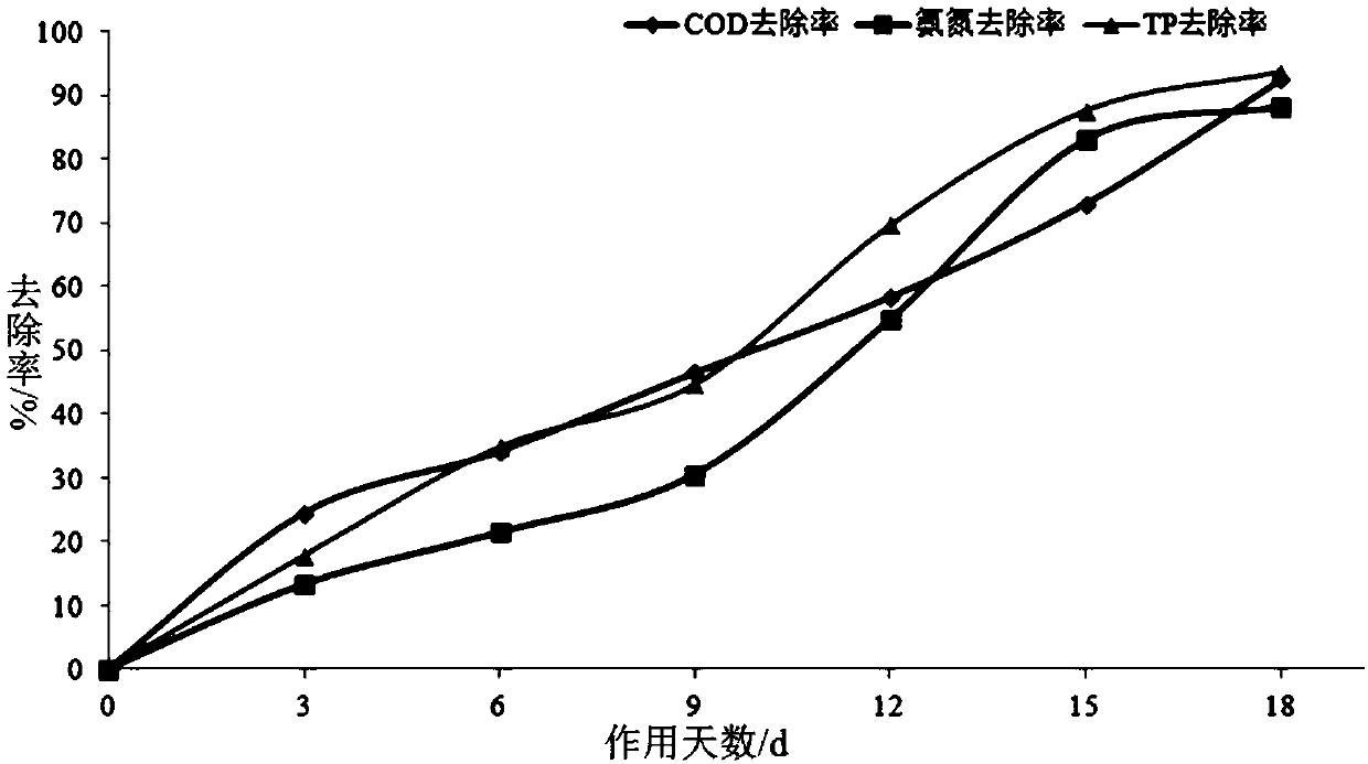 Complex microbial inoculant for black and odorous water body as well as preparation method and application thereof