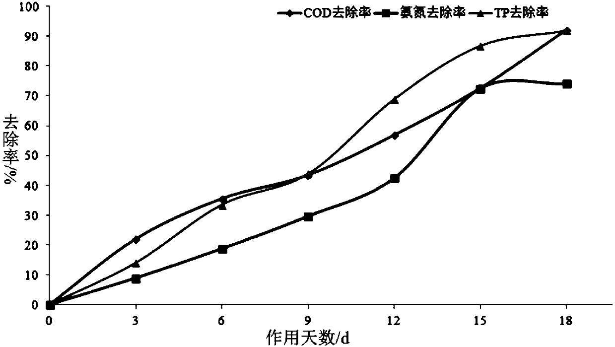 Complex microbial inoculant for black and odorous water body as well as preparation method and application thereof